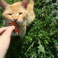 Панина Александра