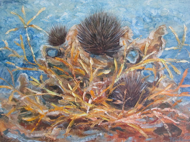 Морские ежи