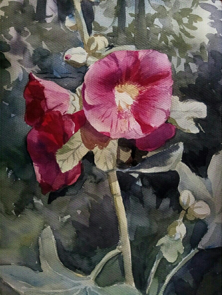 Цветы. Мальва