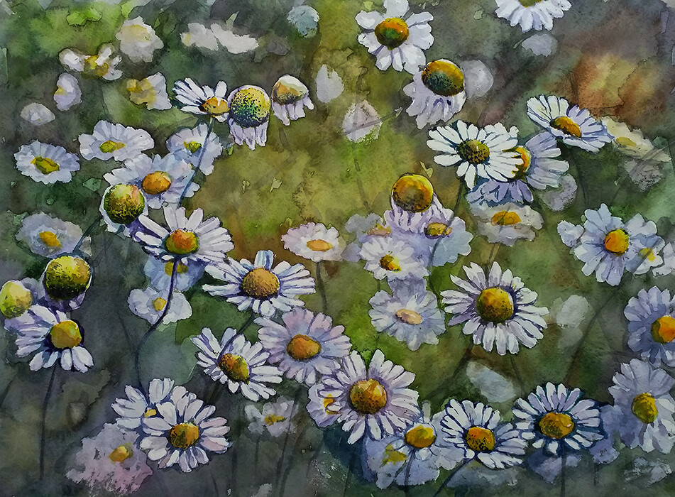 Ромашки на лугу