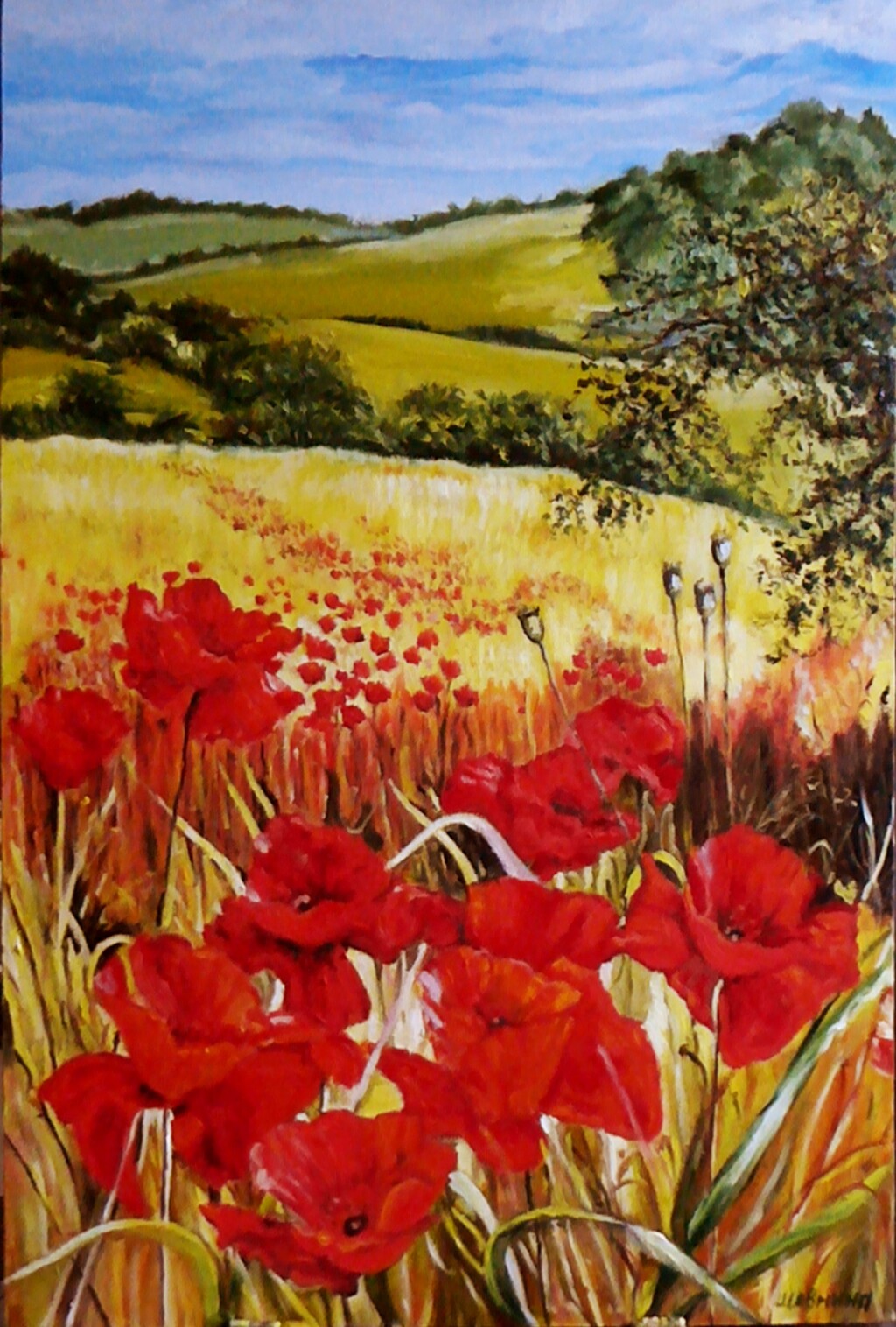 Маки полевые.