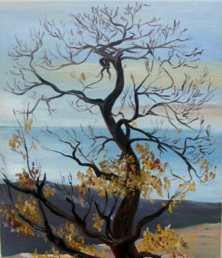 Крымский дуб