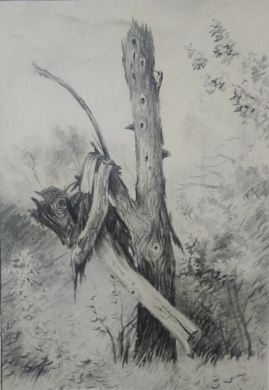 Подарок тёще