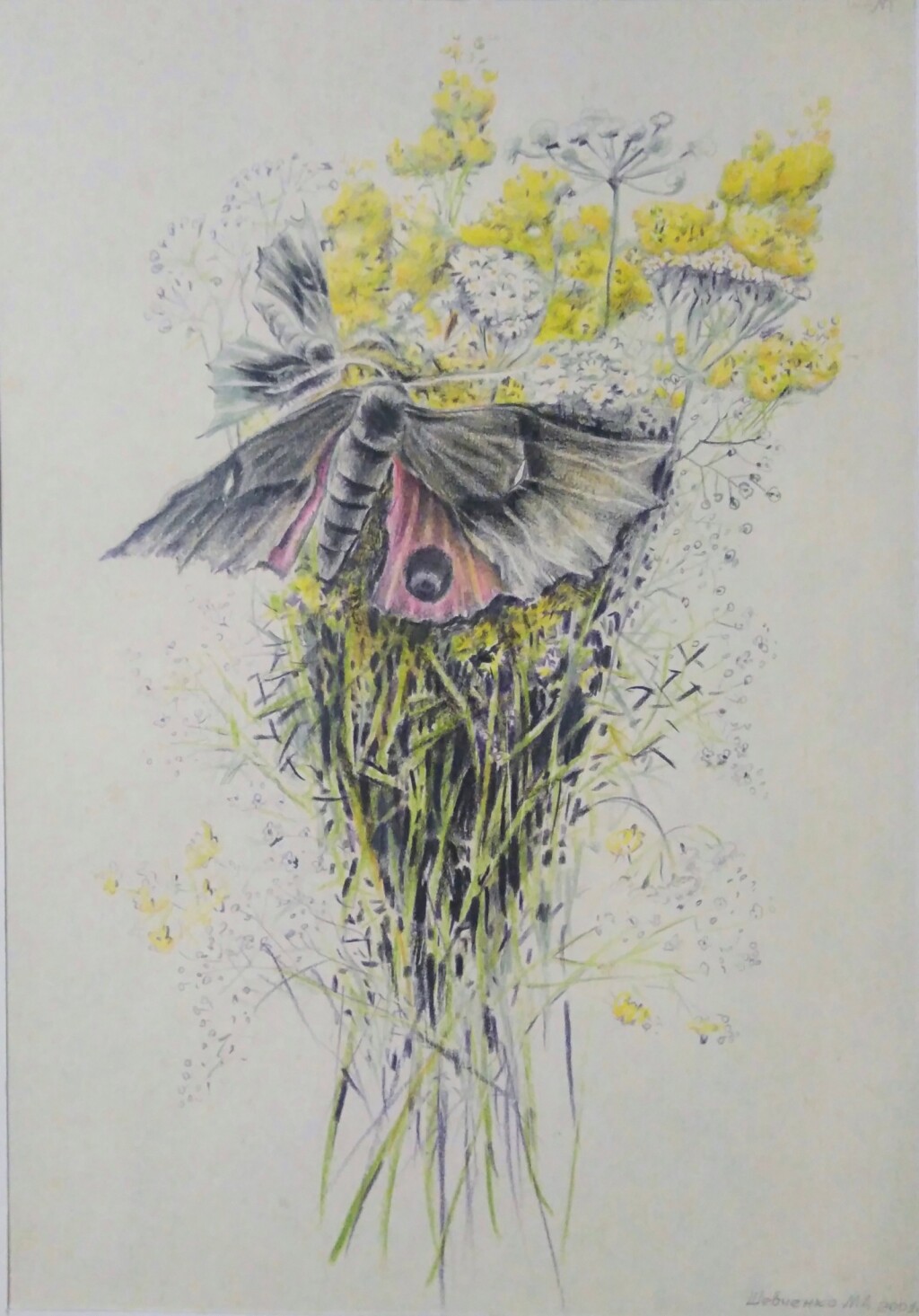 Ночной павлиний глаз