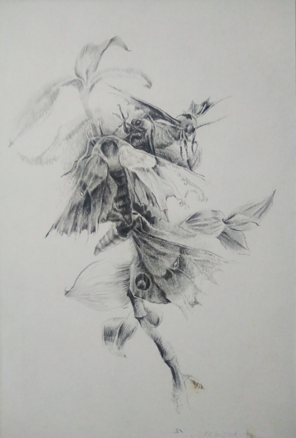 Ночные бабочки