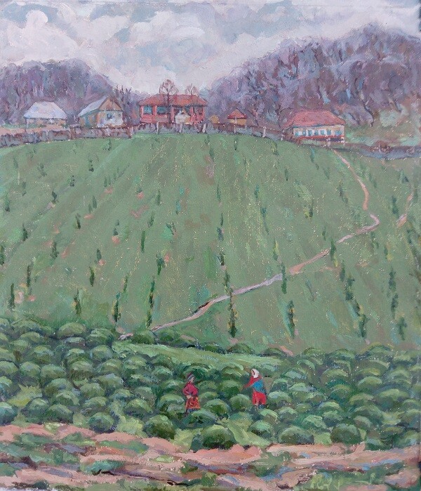 Сбор чая на юге Азербайджана