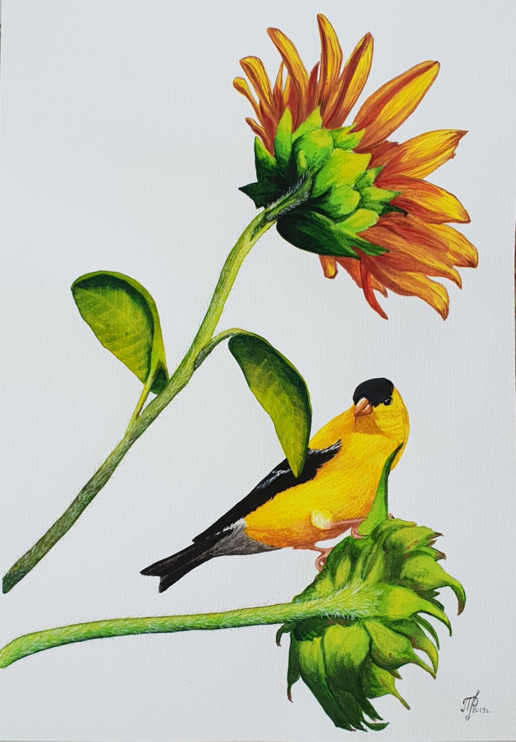 Среди подсолнухов