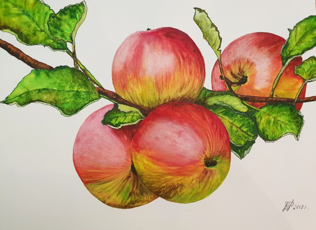 Спелые яблочки