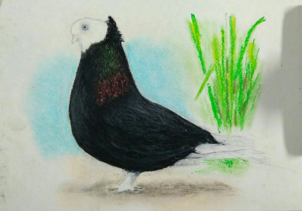 Голубь - турман.