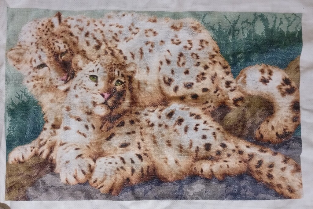 Снежные барсы