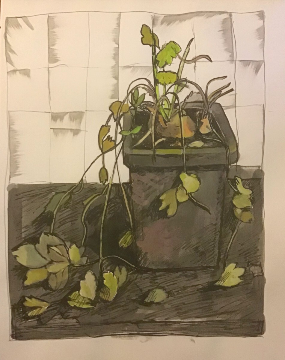 Сельдерей жив