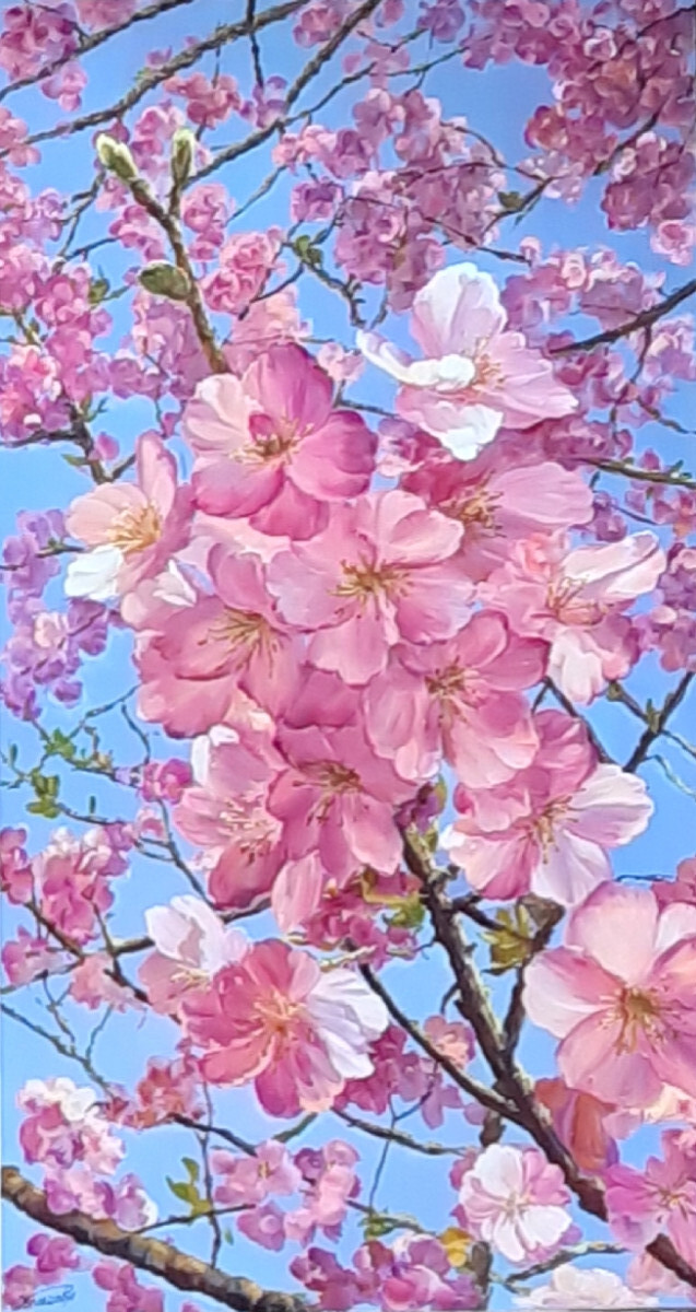 Сакура в цвету