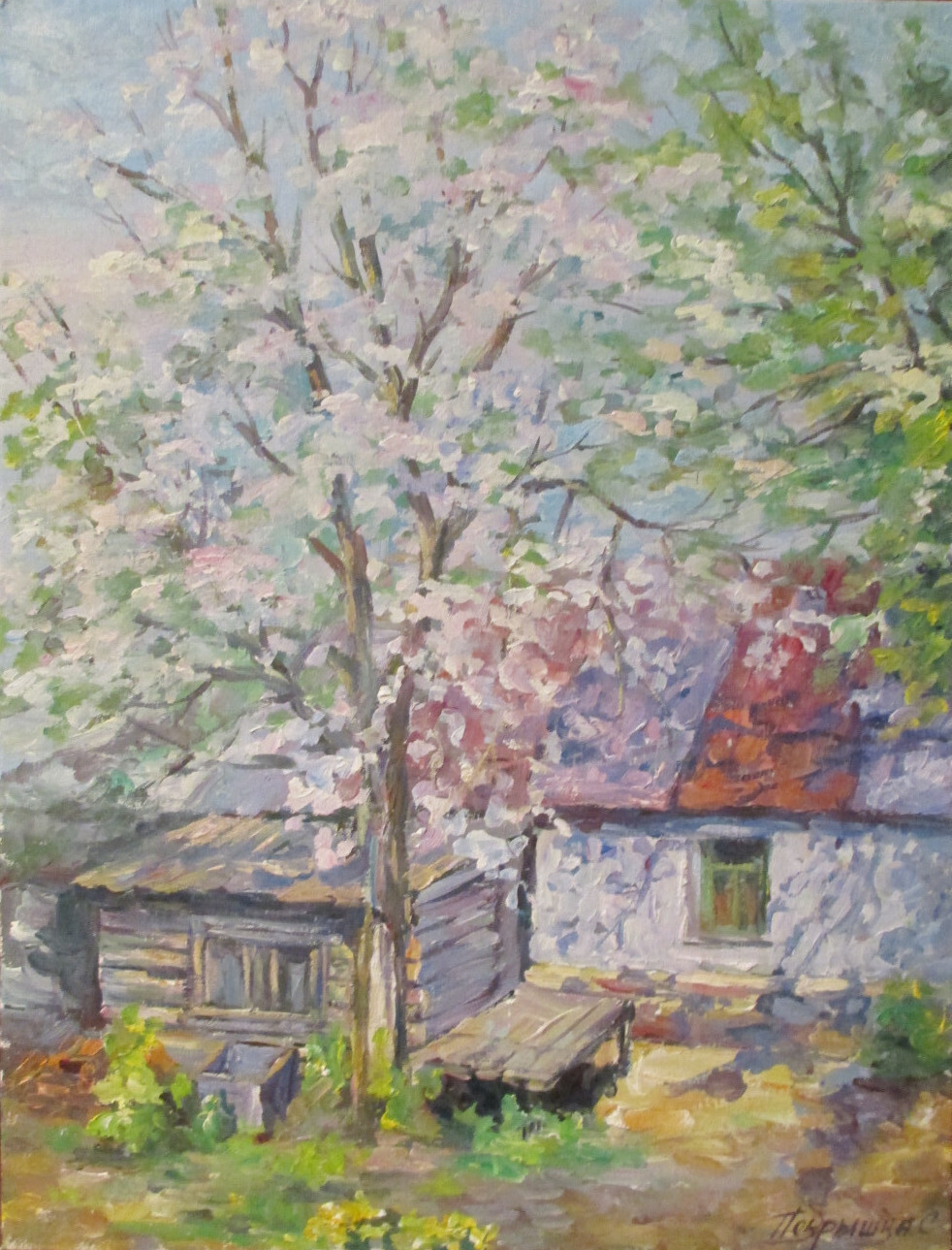 Яблоня в цвету