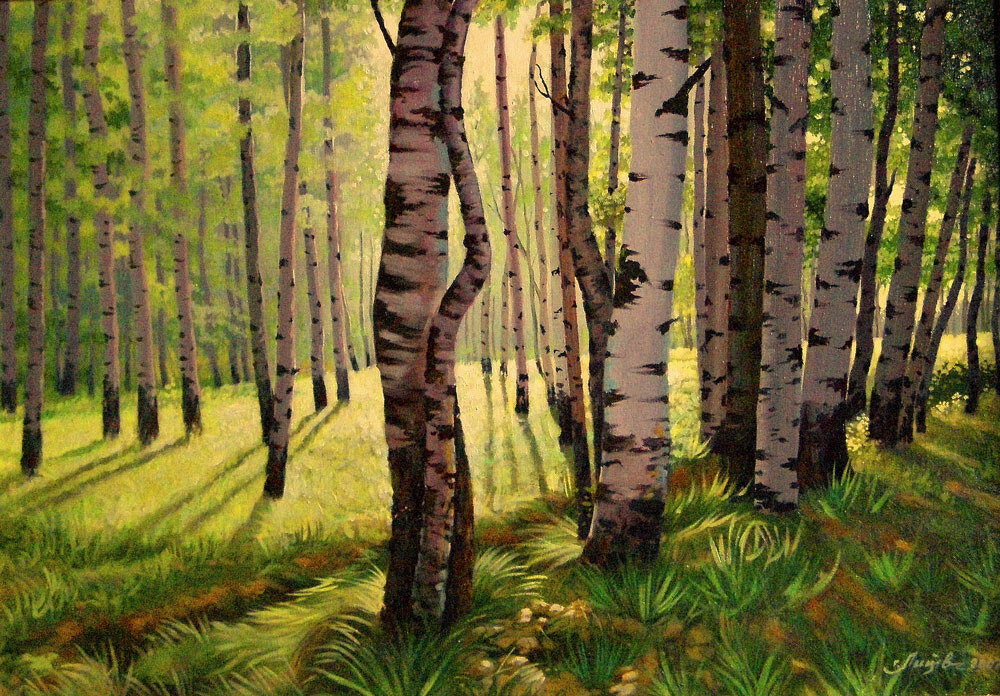 Березы освещенные солнцем