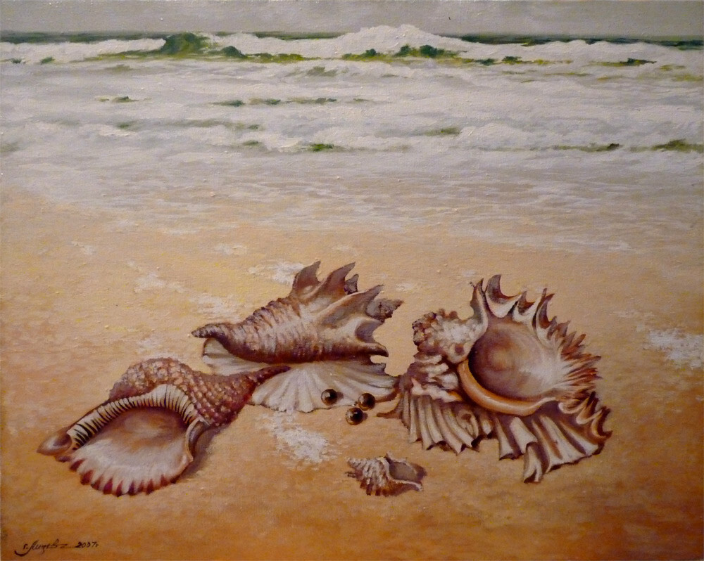 Море. Ракушки