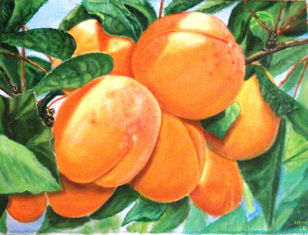 Абрикосы на ветке