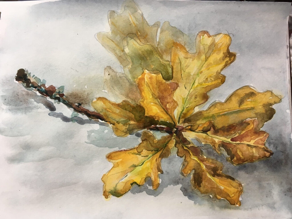 Веточка дуба