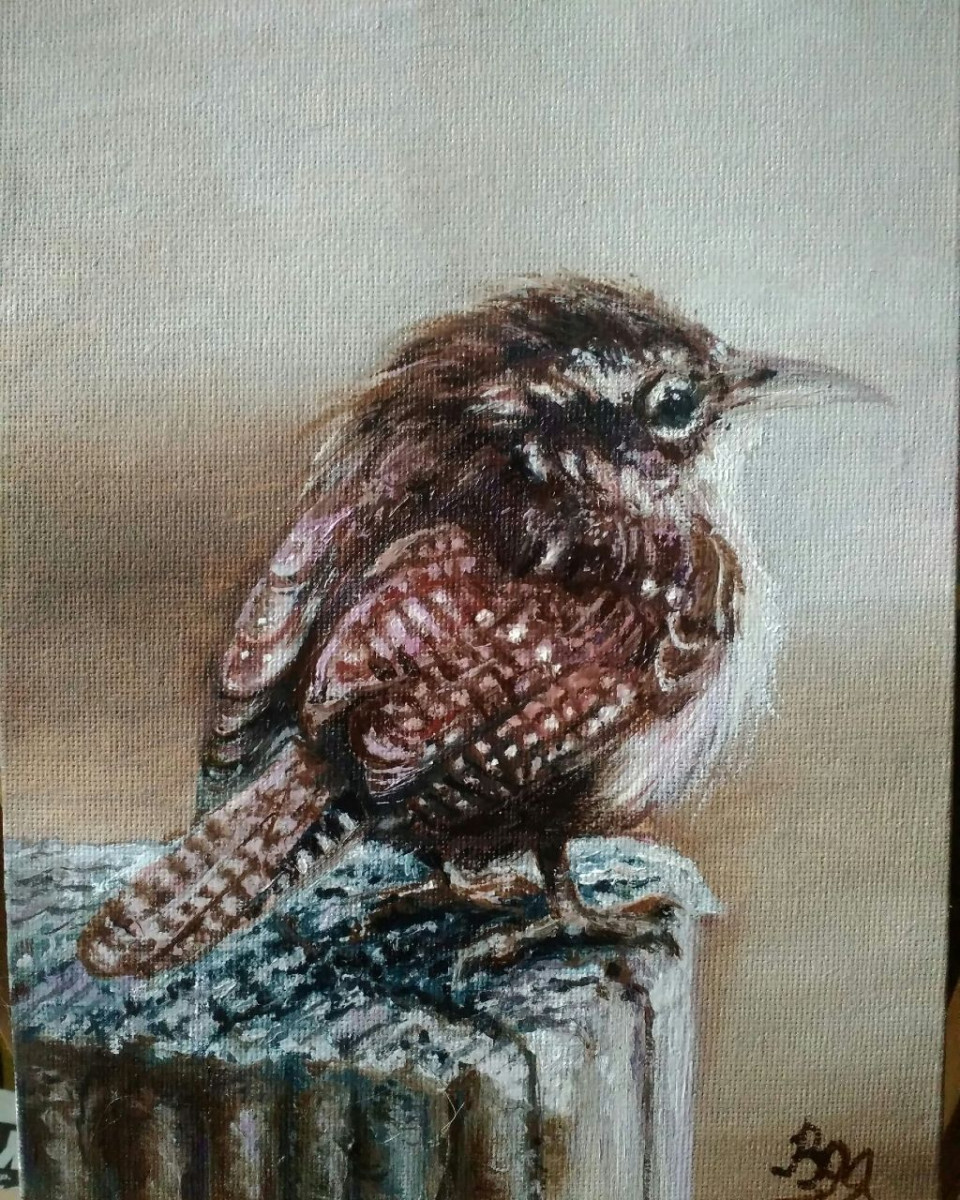 Маленький крапивник