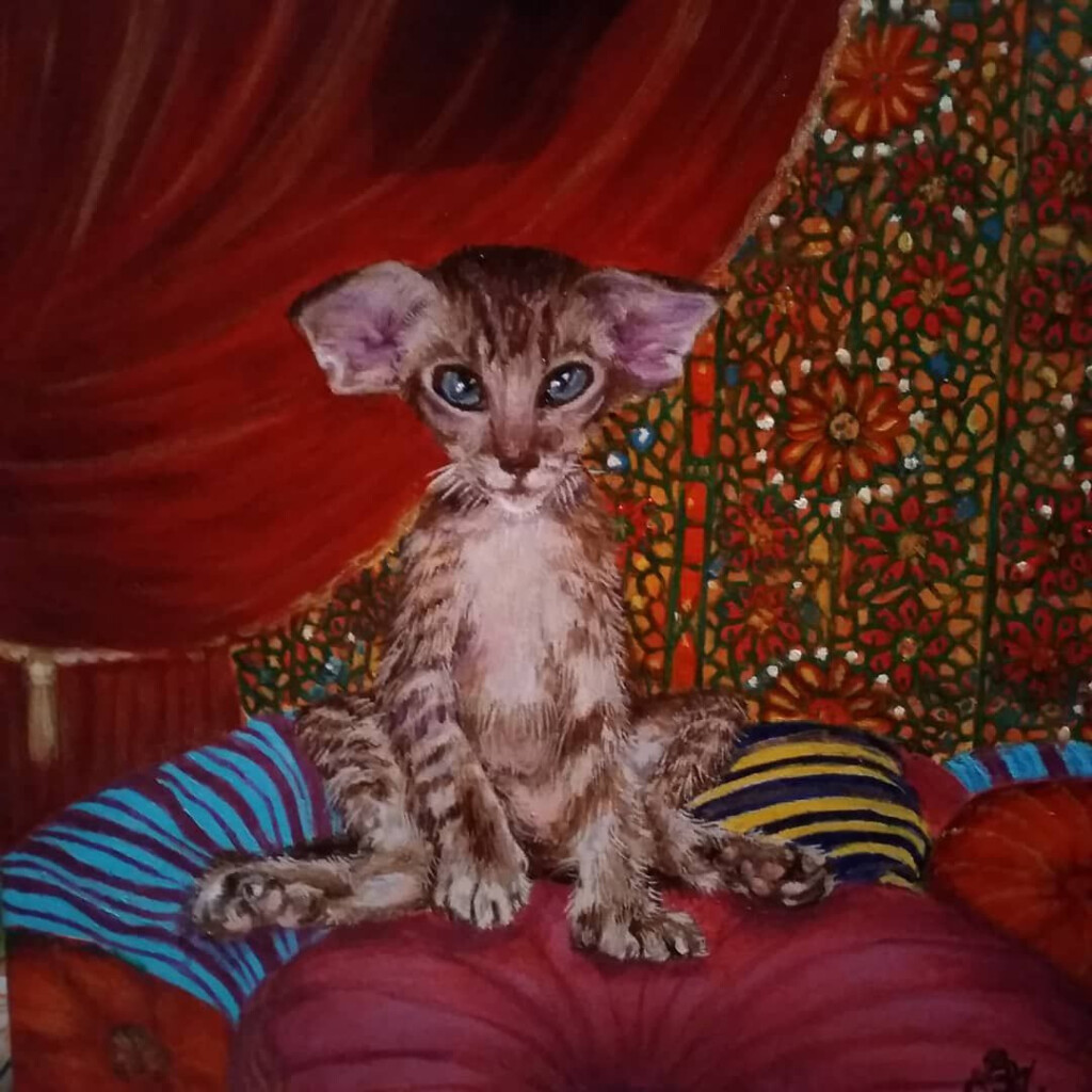 Ушастик, котенок породы девон-рекс