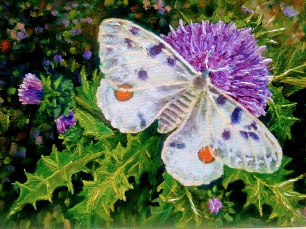 Аполлон на чертополохе