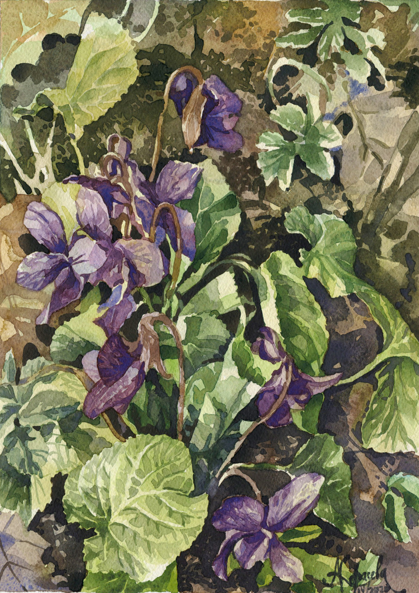 Первые фиалки