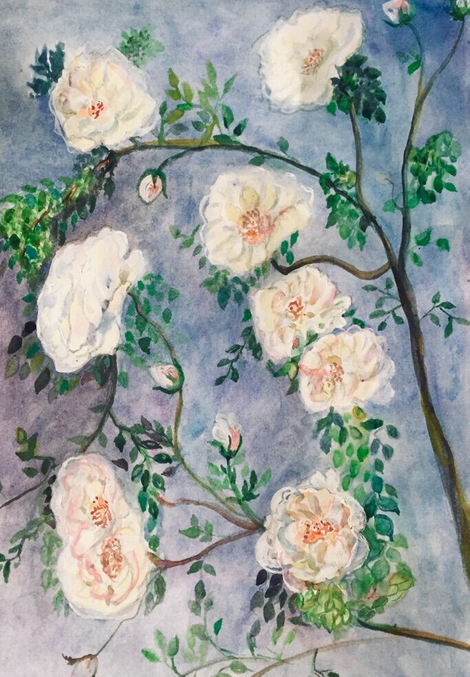 Цветущий шиповник