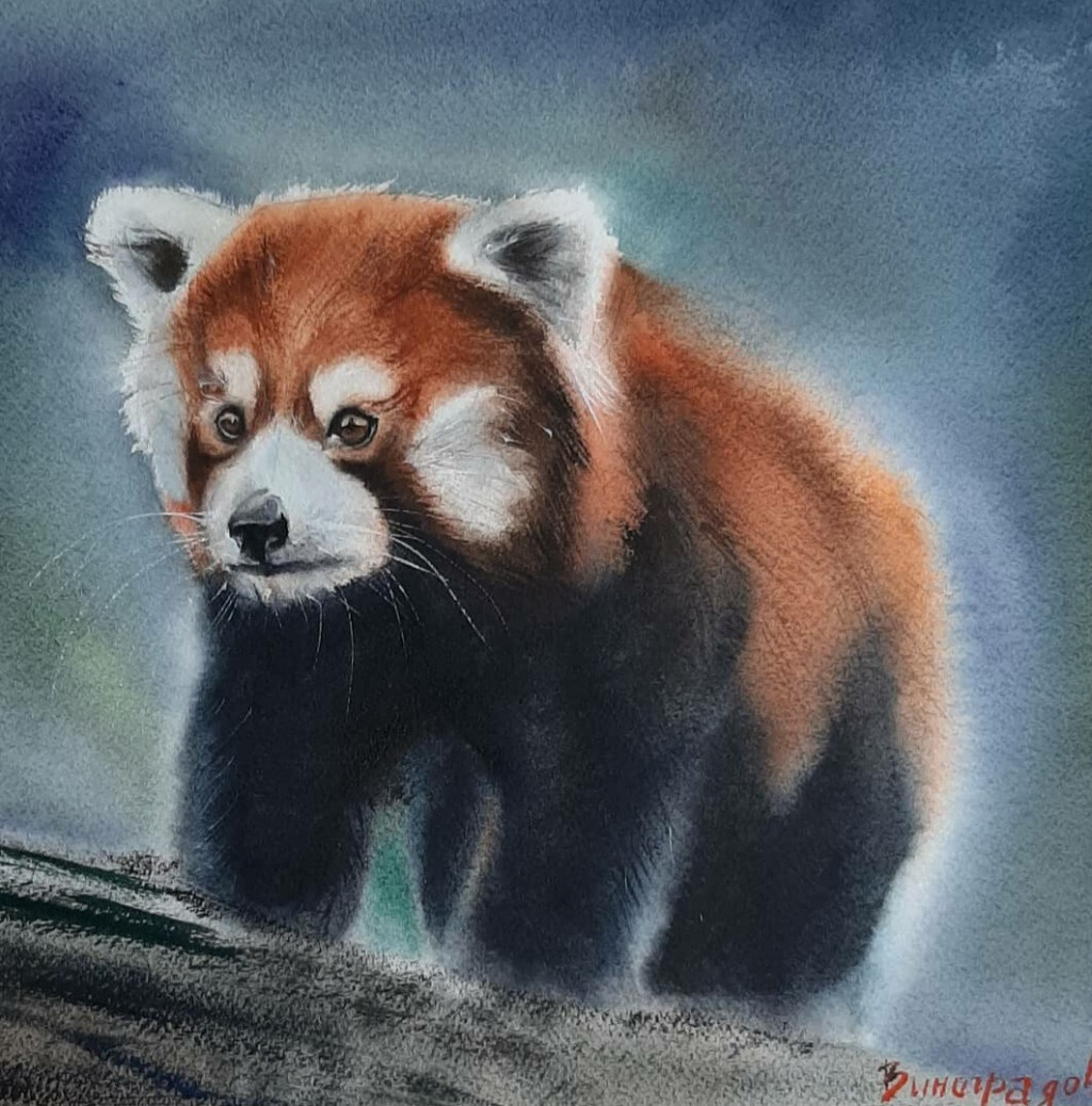 Красная панда