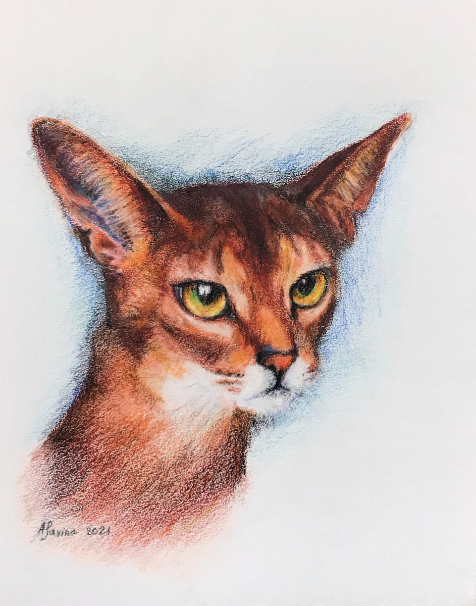 Абиссинский кот