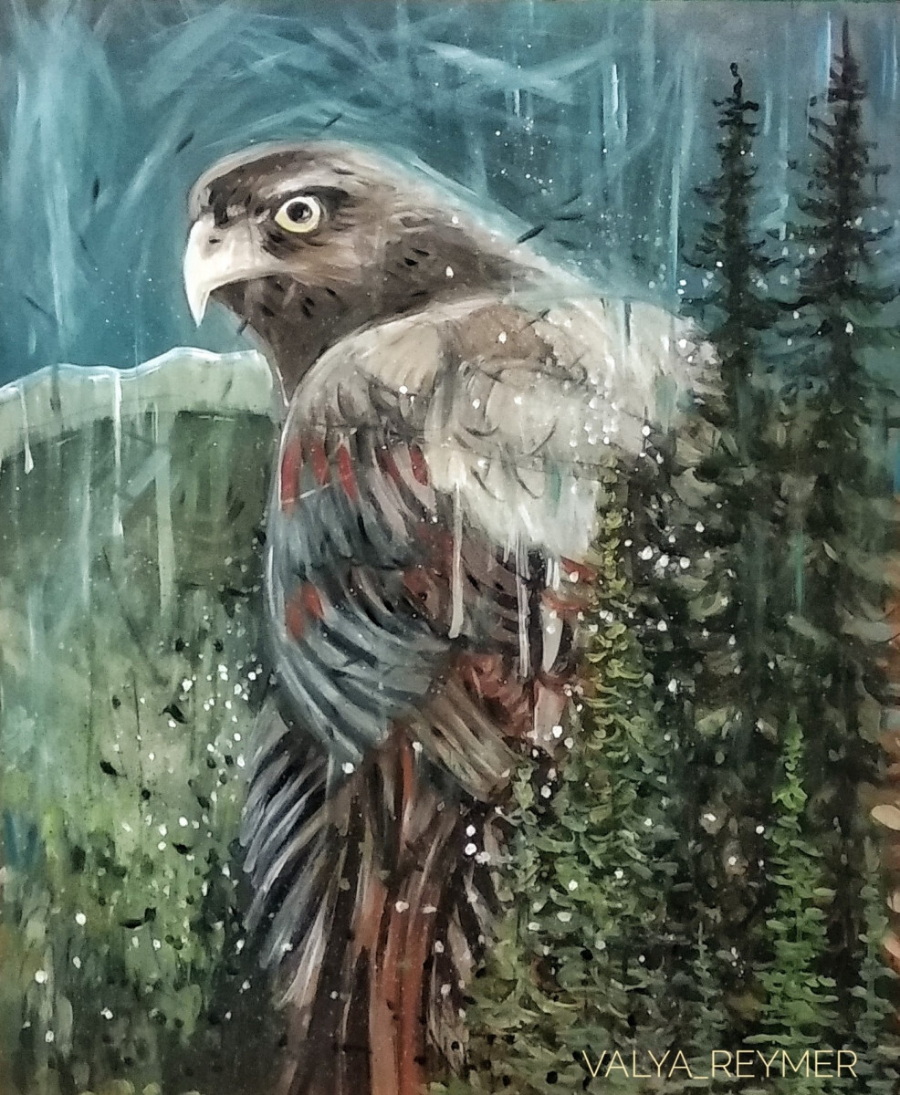 Певчий ястреб