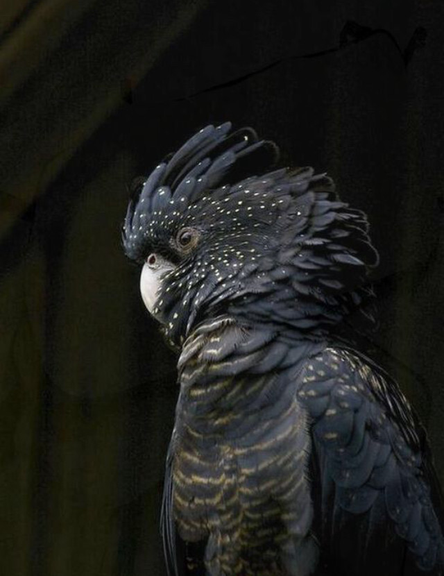 Чёрный какаду