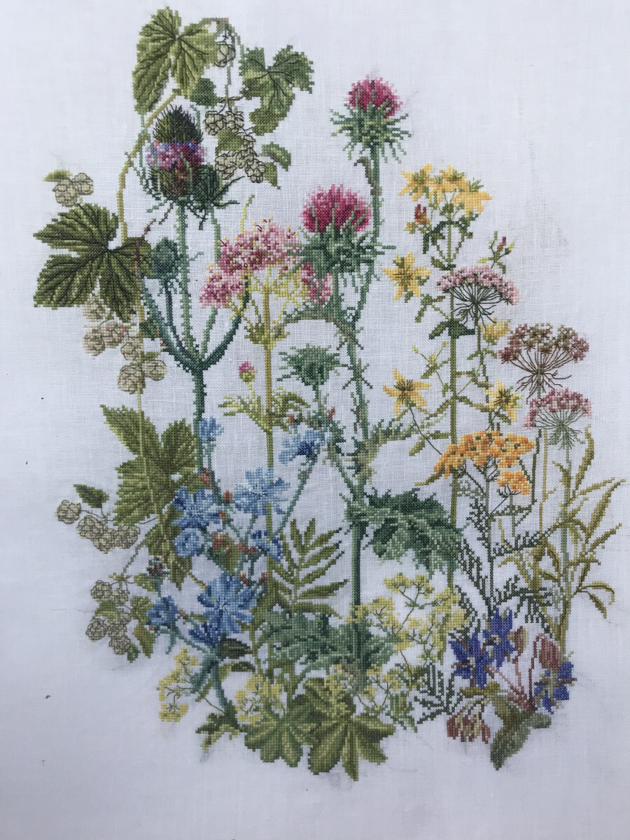 Полевые цветы