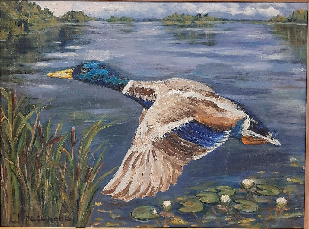 Утиные истории -1