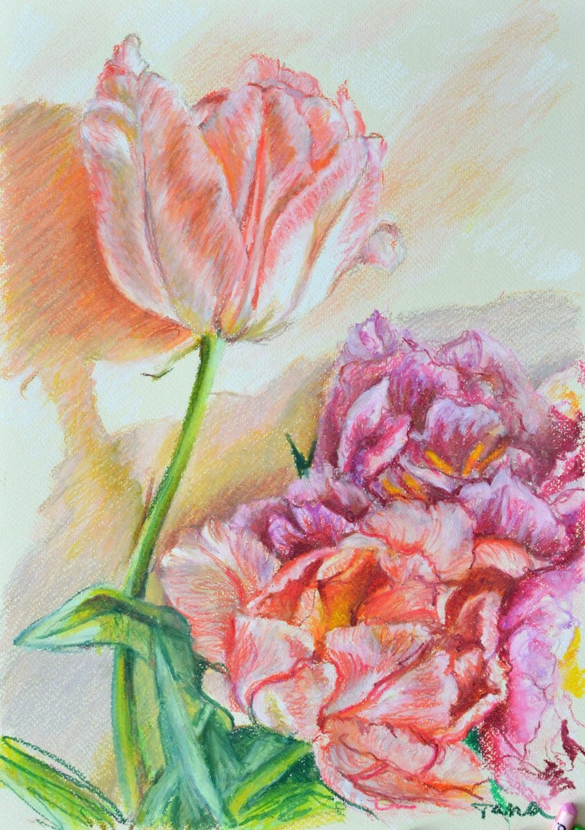 Солнечный тюльпан