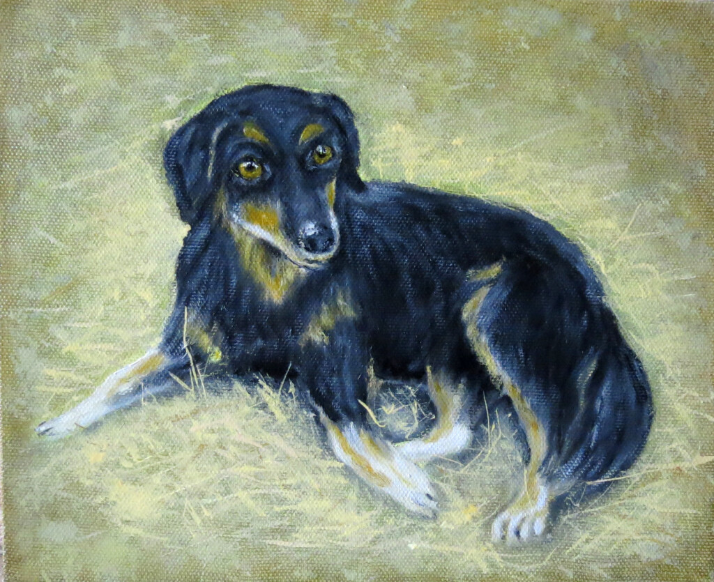 собака на сене