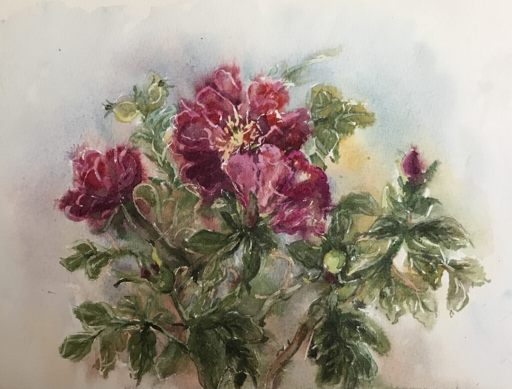 Шиповник цветёт