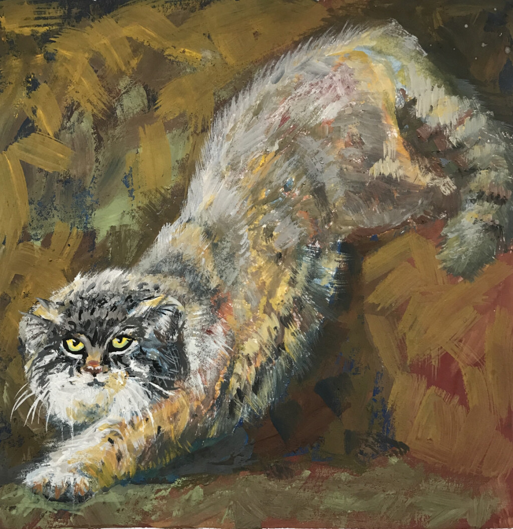 Дикий кот манул