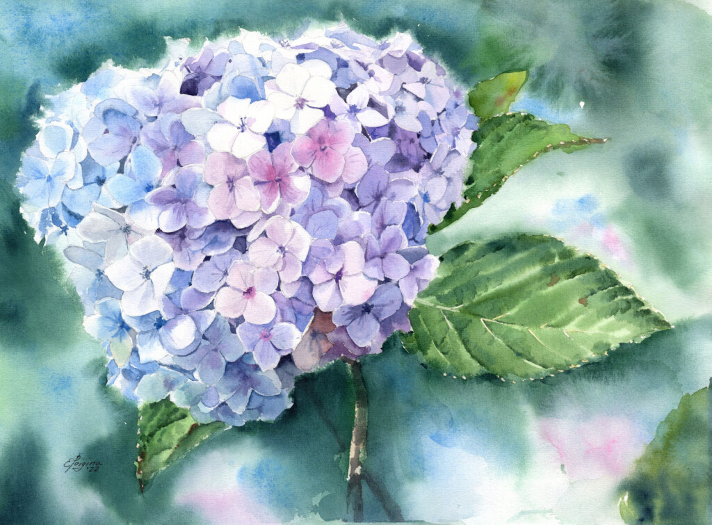 Голубая гортензия. Вьетнам