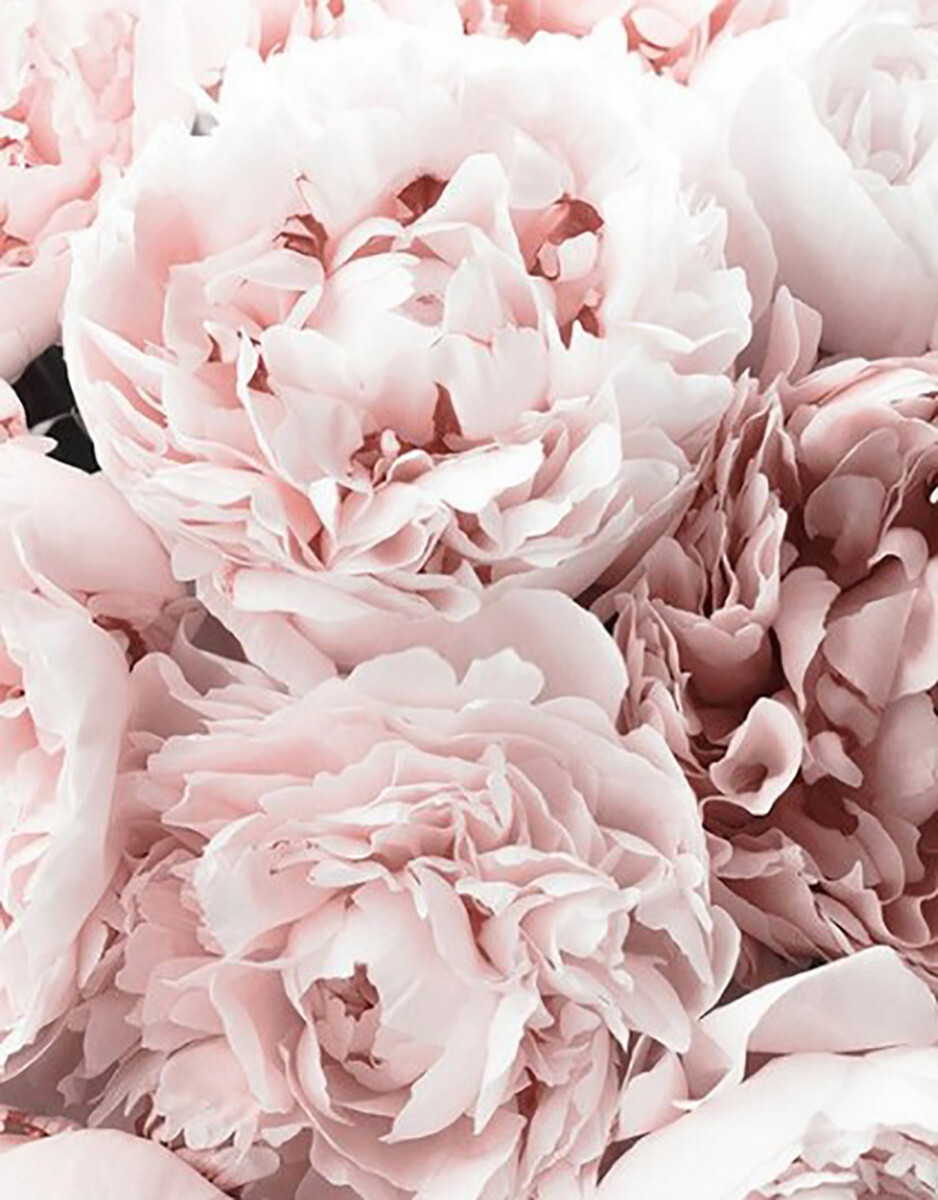 Розовые пионы