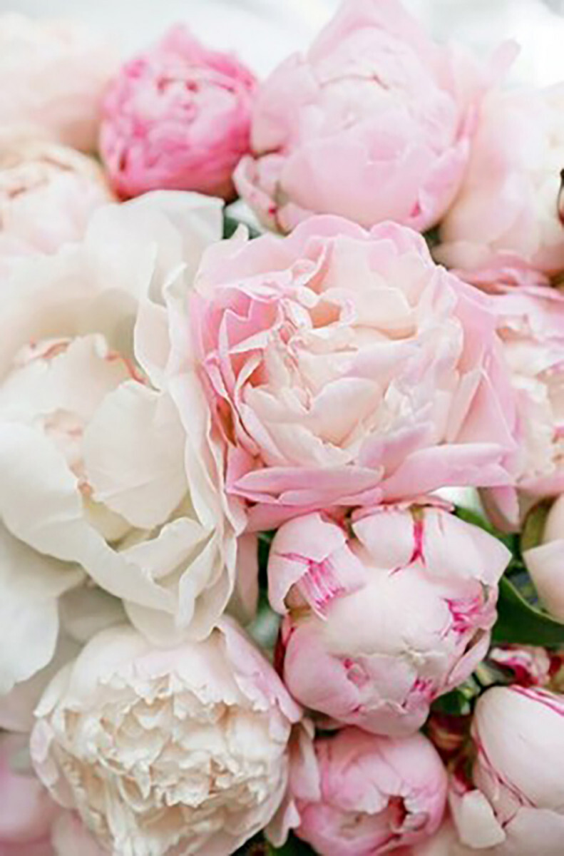 Розовые пионы