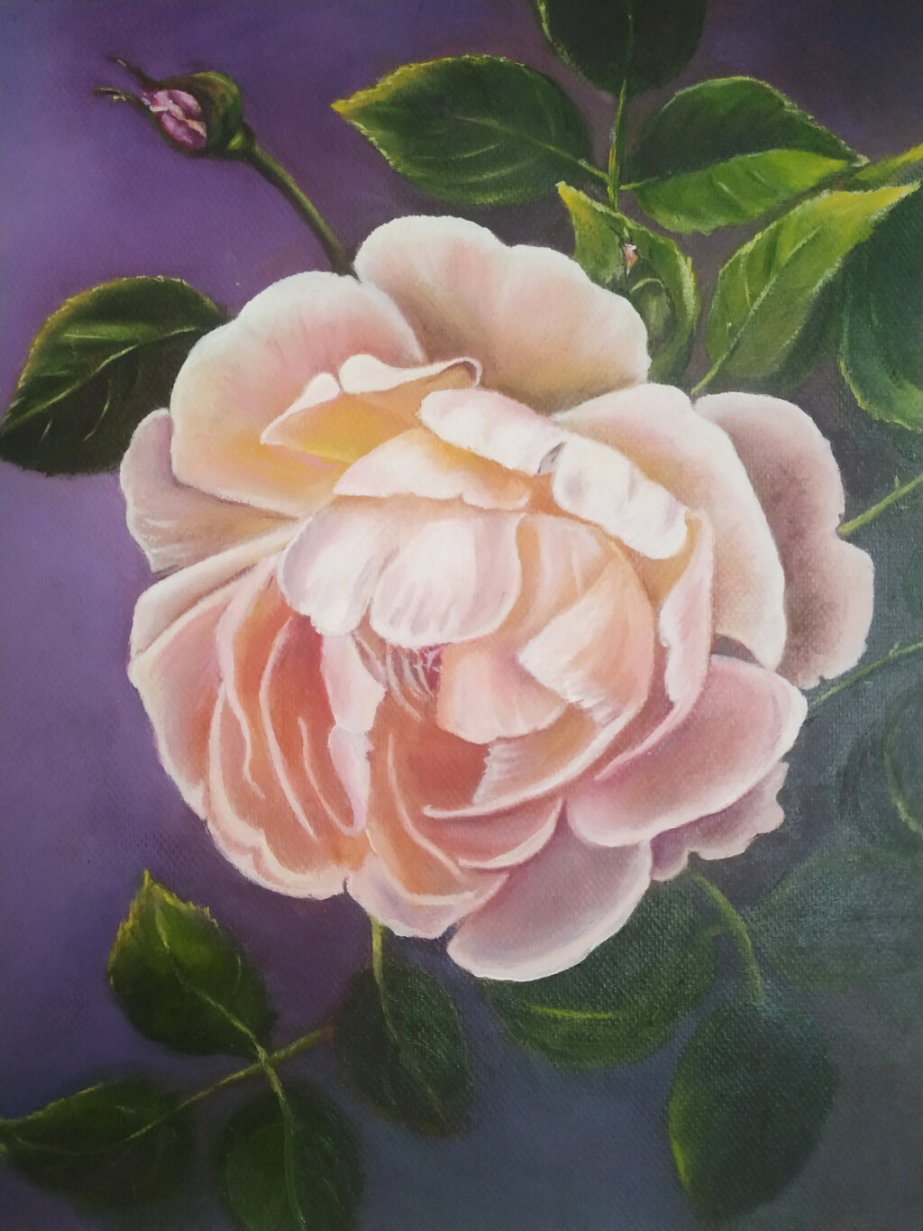 чайная роза