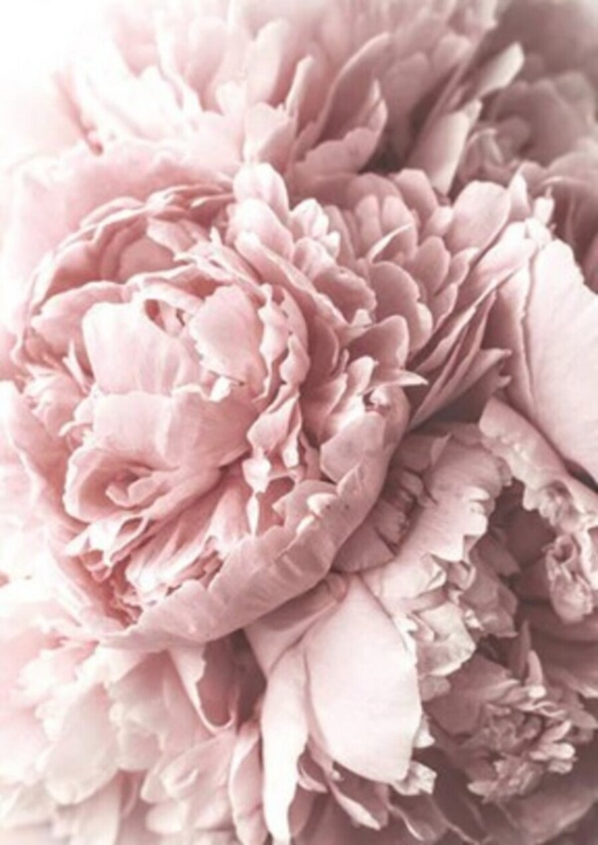 Розовый пион