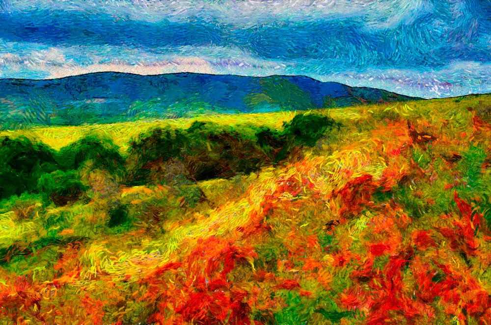 Маковое поле