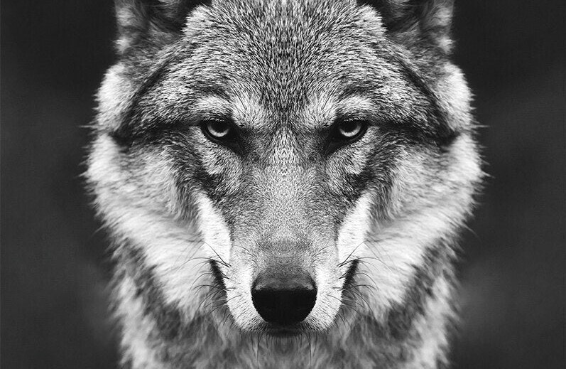 Лесной волк