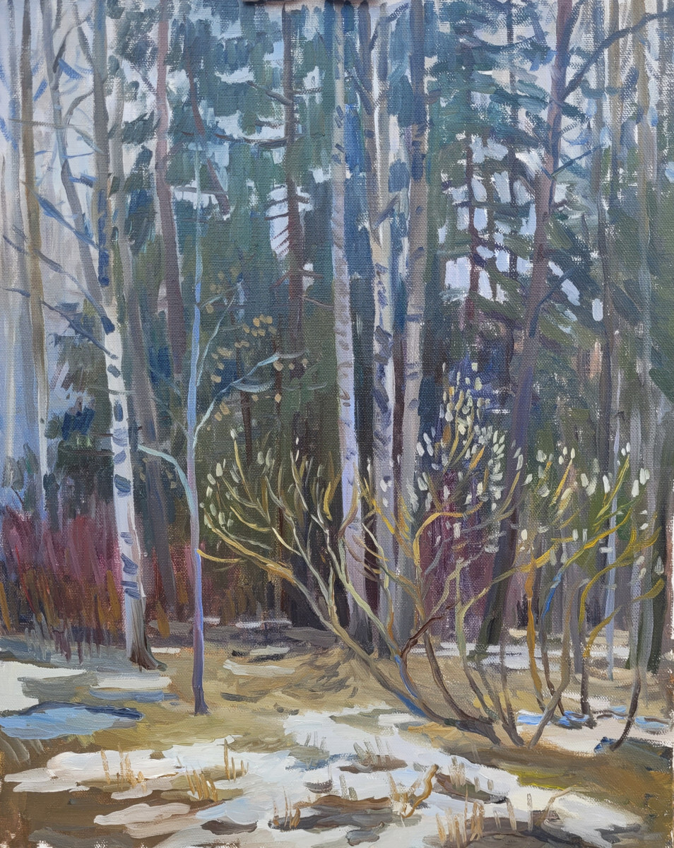 Верба зацветает