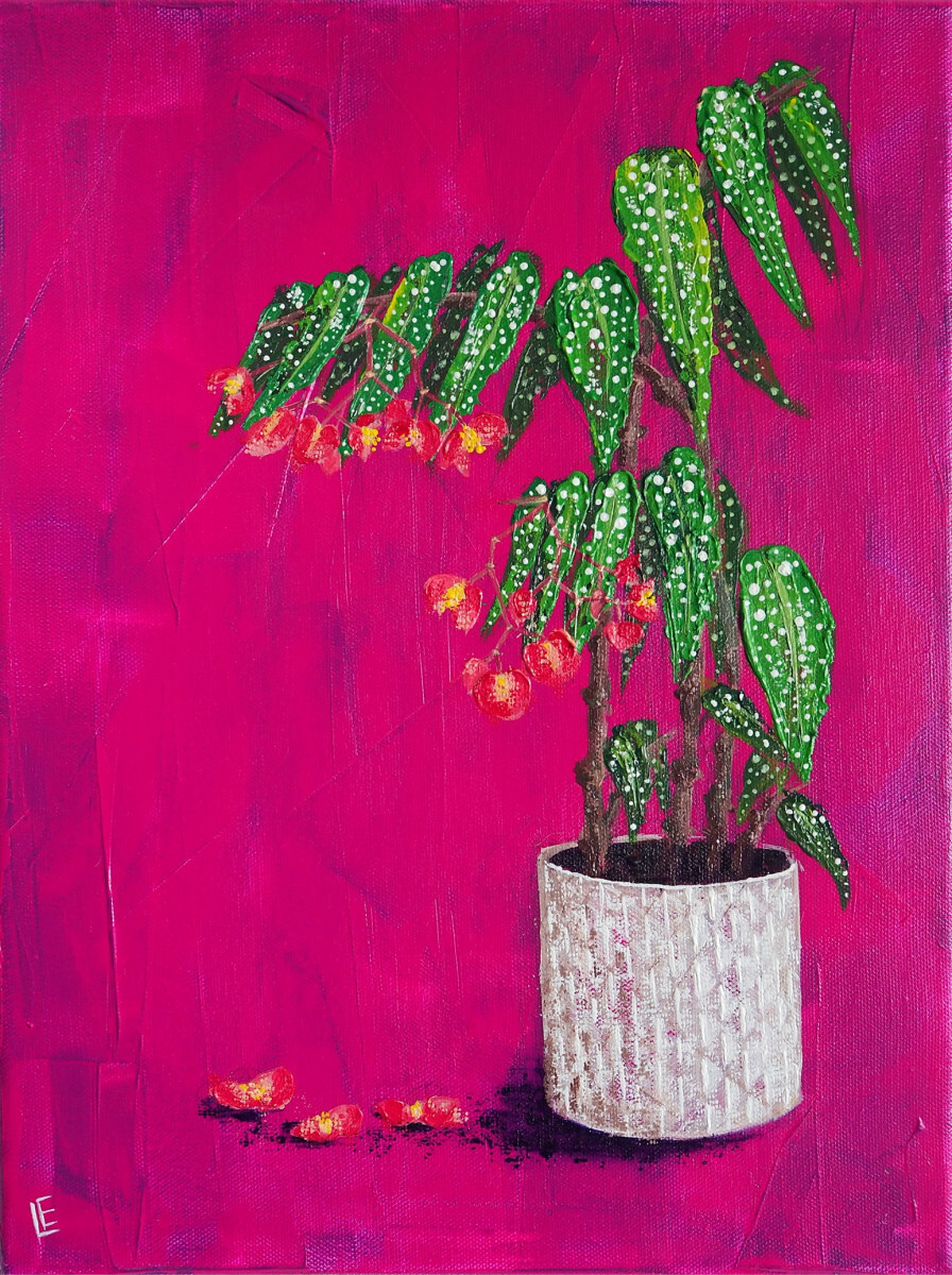 Цветущая бегония