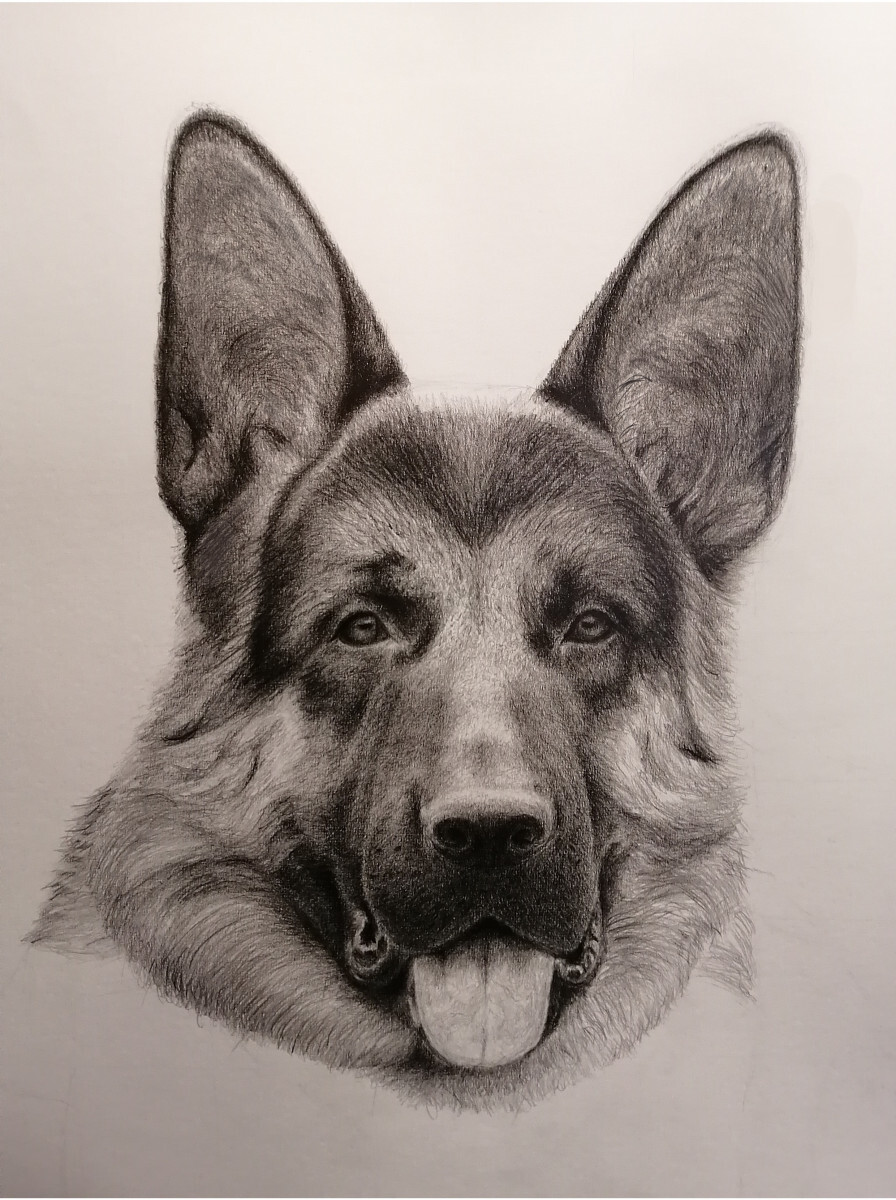 овчарка Рэкс