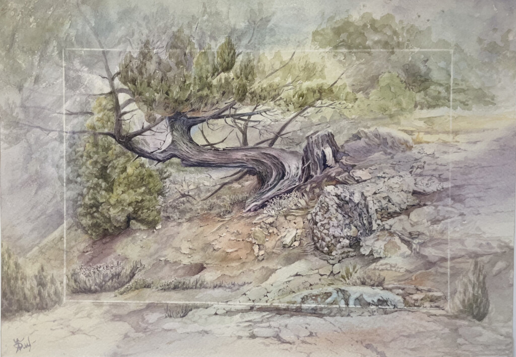 Новосветский можжевельник