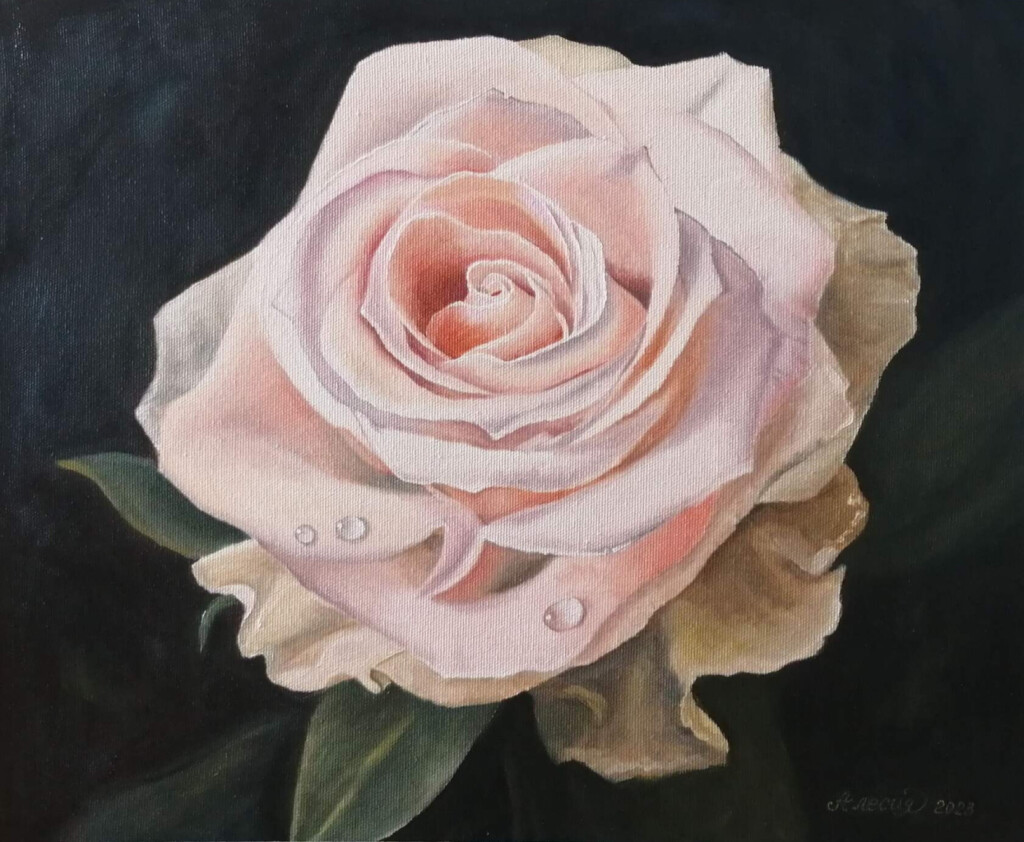 Нежная роза