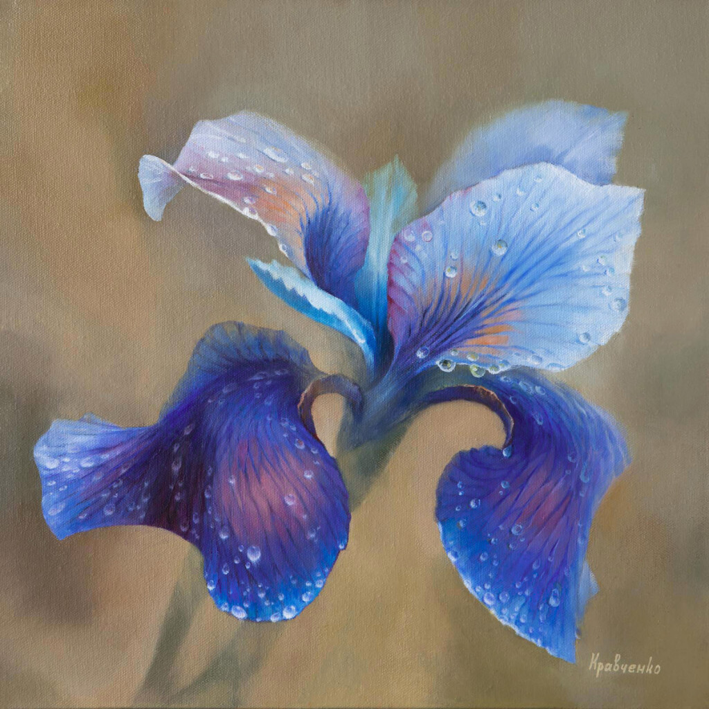 Цветок ириса после дождя #4