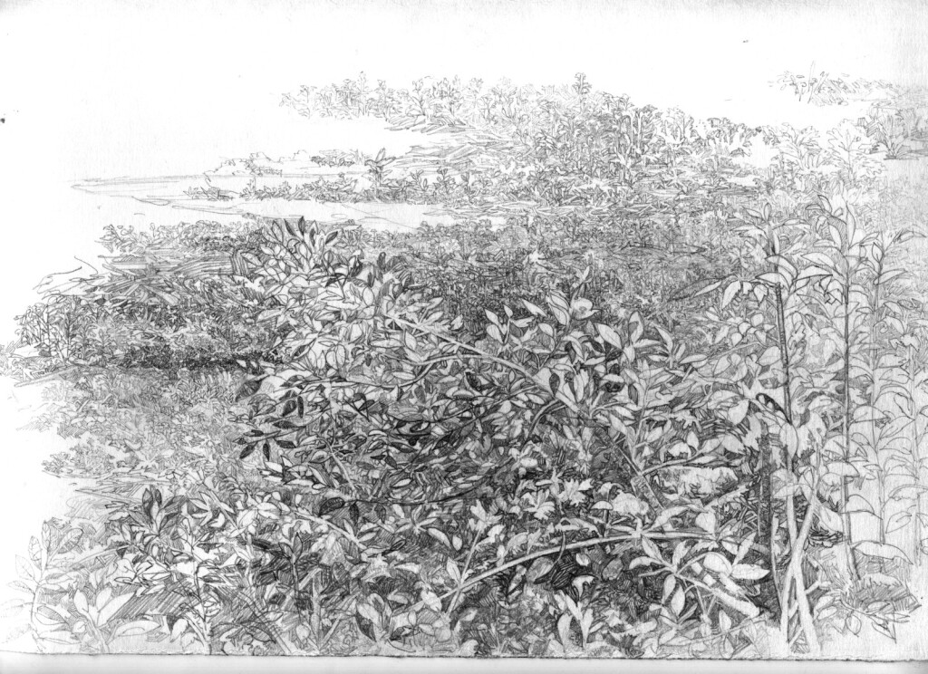 Клен (набросок с натуры)